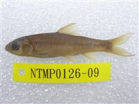 藏品(臺灣鏟頜魚)的圖片